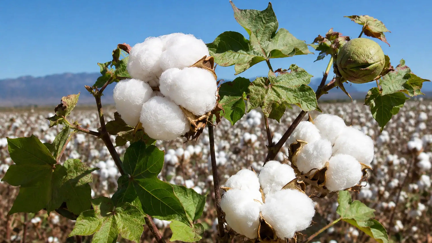 Plush white cotton bolls growing on a plant with green leaves and stems.